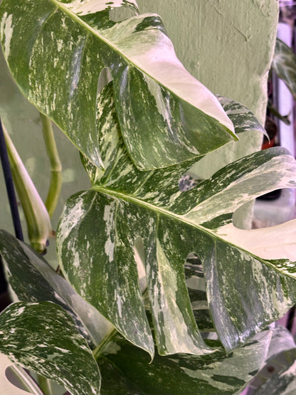 Monstera Deliciosa Albo Variegada