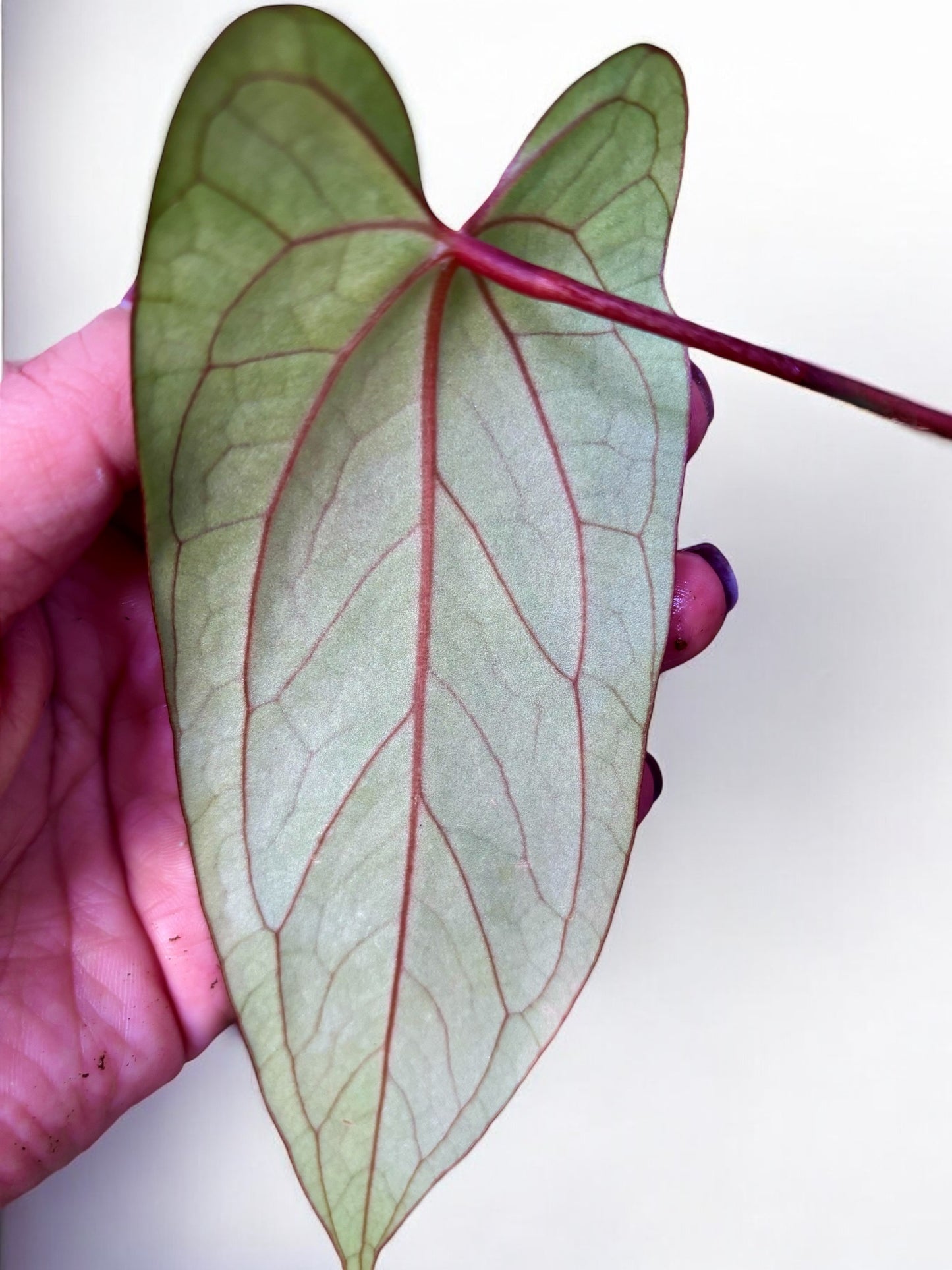 Anthurium Blue Papillilaminum X Portillae