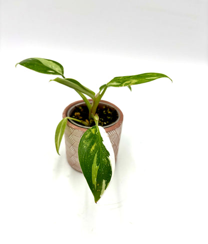 Philodendron White Princess