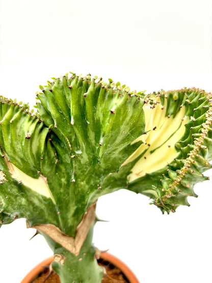 Euphorbia Lactea Cristata