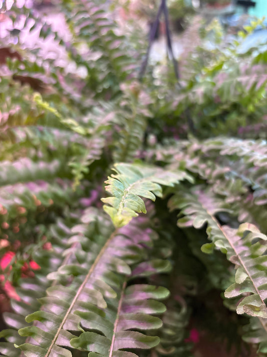 Helecho Nephrolepis Exaltata Green Lady