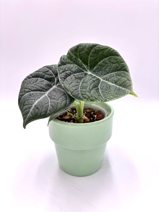 Alocasia Maharani