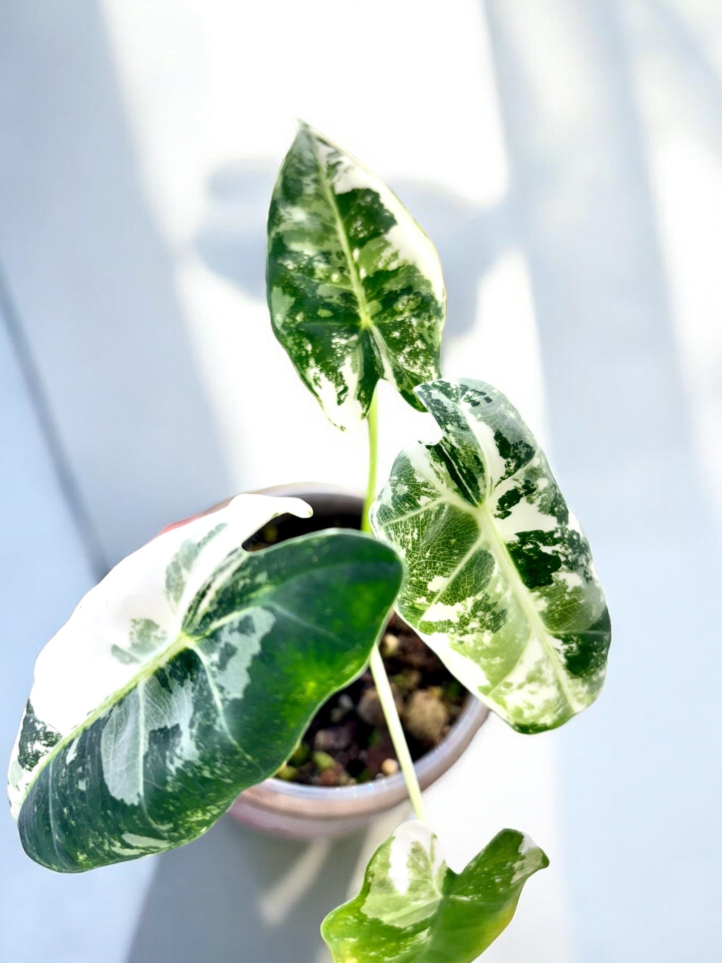 Alocasia Mich. Frydek Variegata