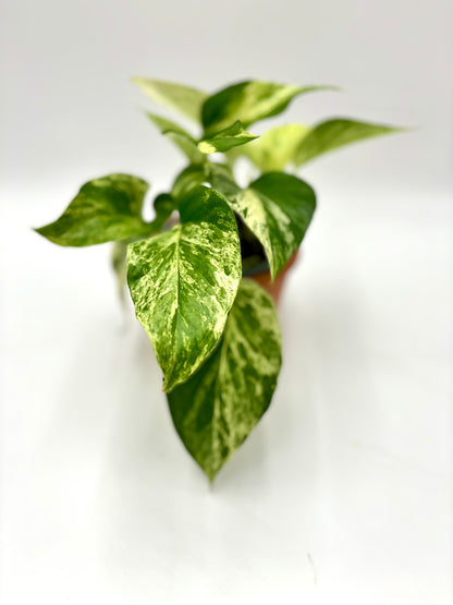 Epipremnum Marble Queen