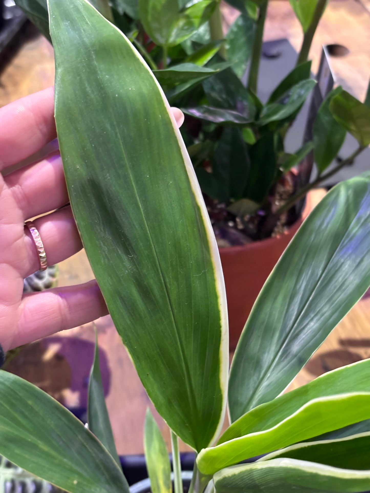 Cordyline Fruticosa