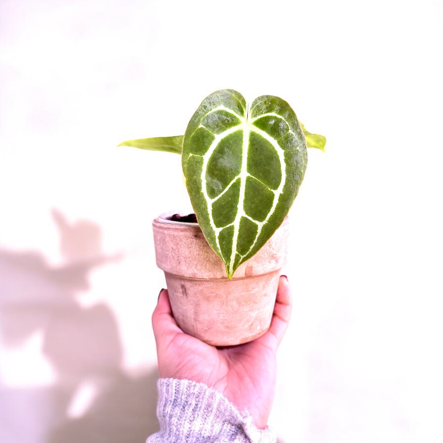 Anthurium Crystallinum