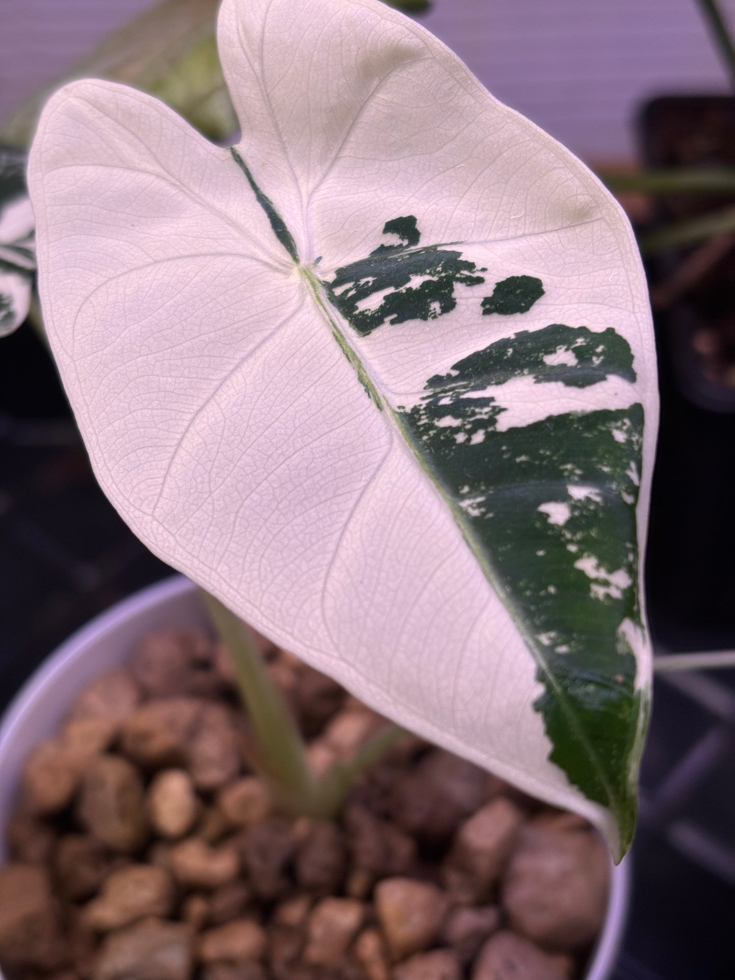 Alocasia Mich. Frydek Variegata