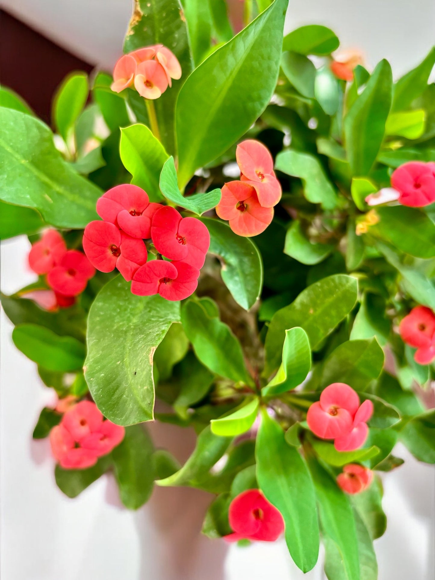 Euphorbia Milii