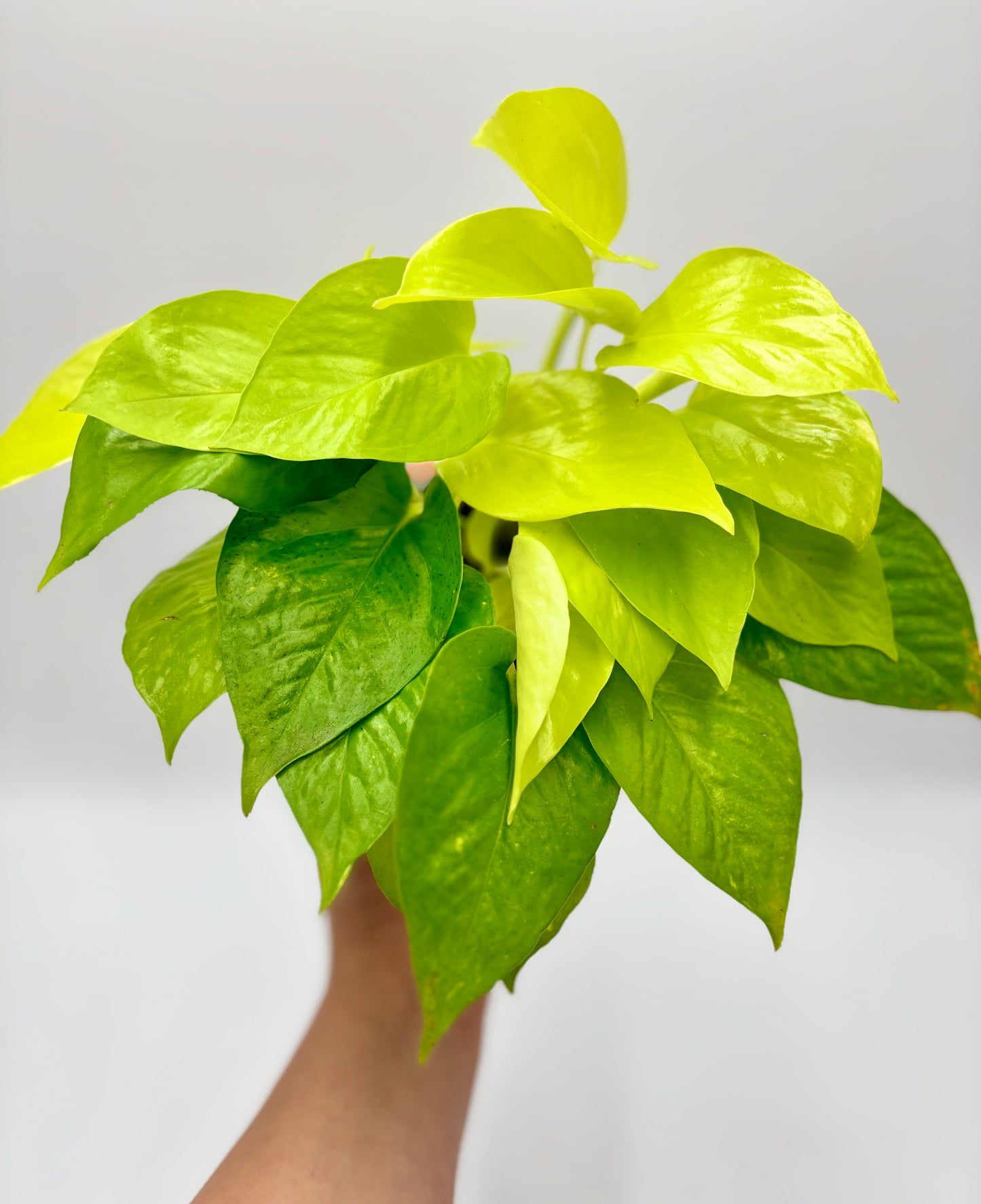 Epipremnum Lemon Lime