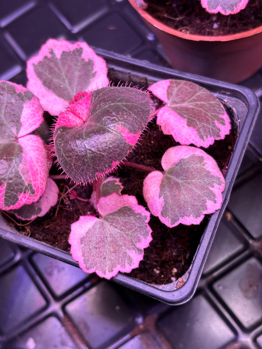 Saxifraga Variegata Pink