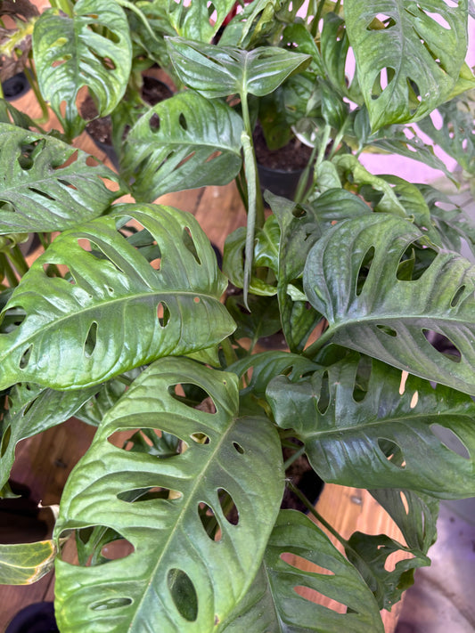 Monstera Adansonii Monkey Mask