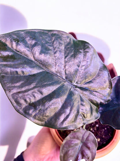 Alocasia Infernalis Black Magic