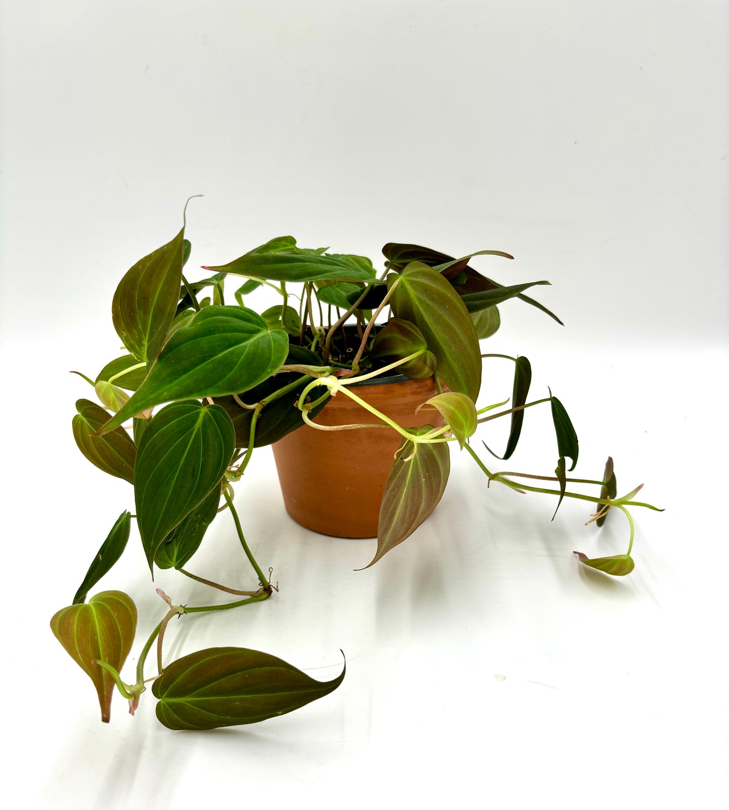 Philodendron Micans