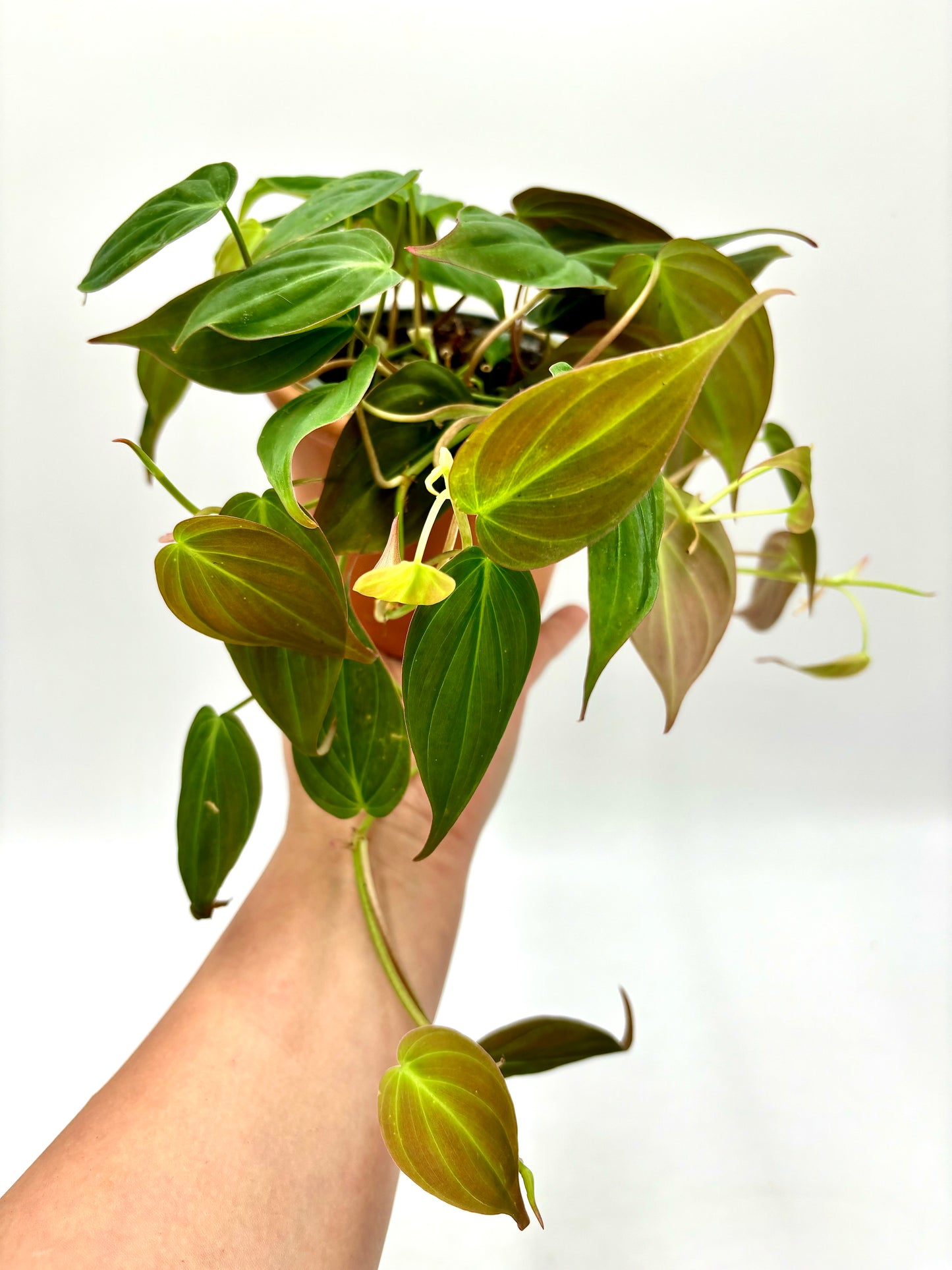 Philodendron Micans