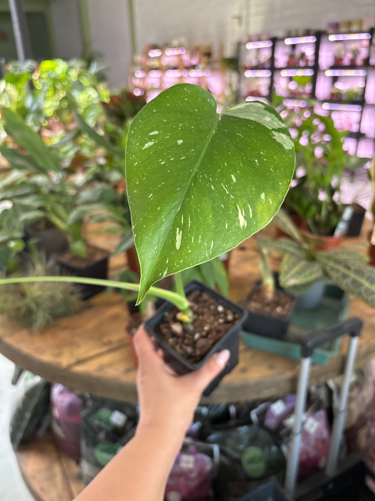 Monstera Thai Constellation