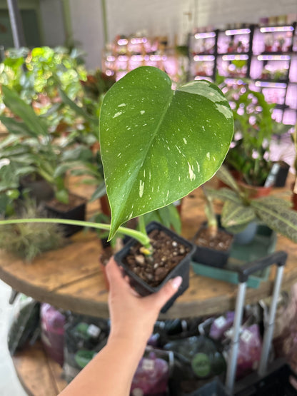 Monstera Thai Constellation