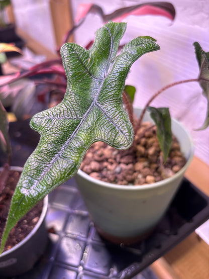 Alocasia Jacklyn