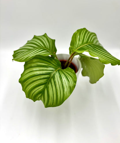 Calathea Orbifolia