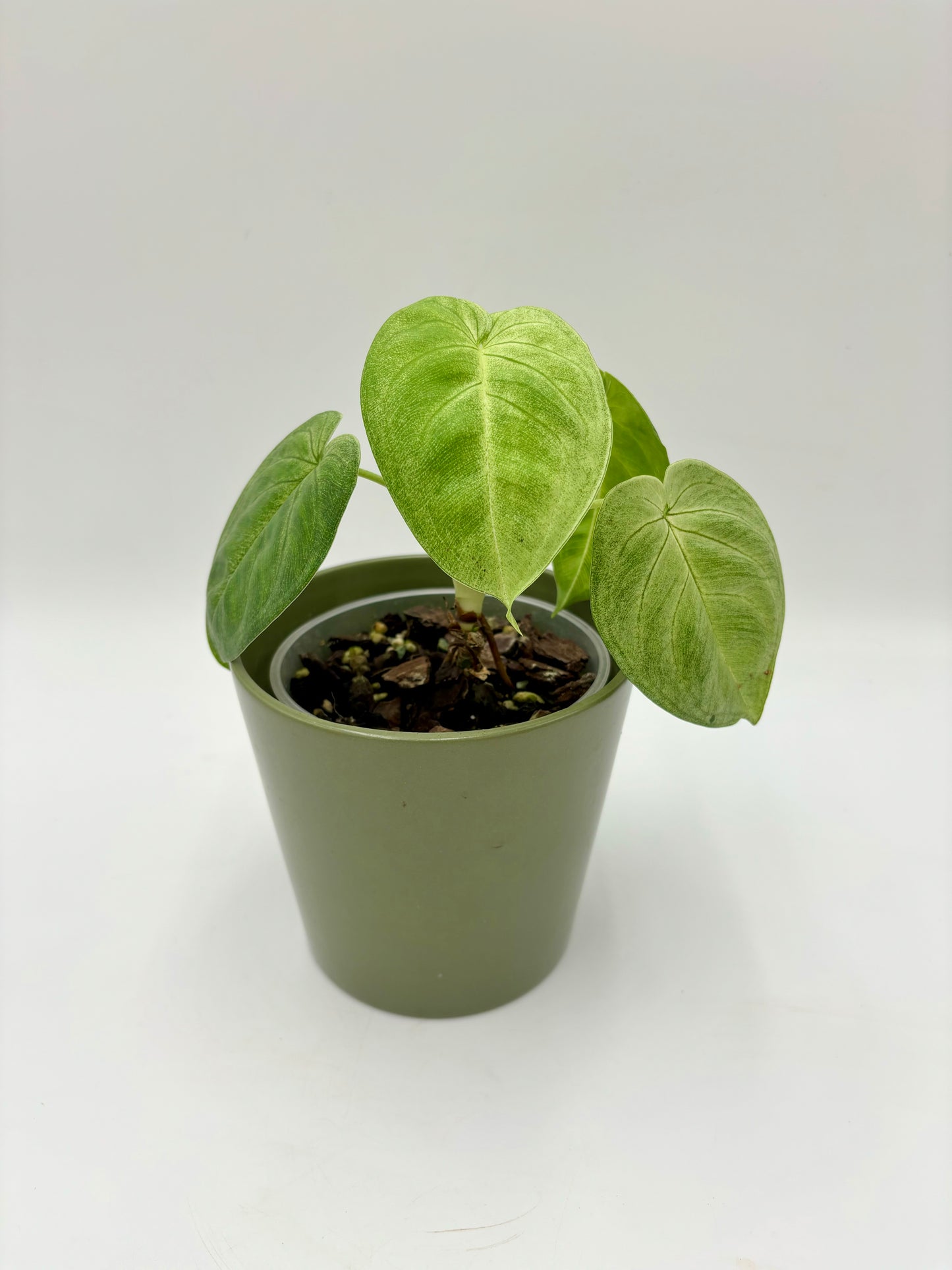 Syngonium Macrophyllum 'Frosted Heart'