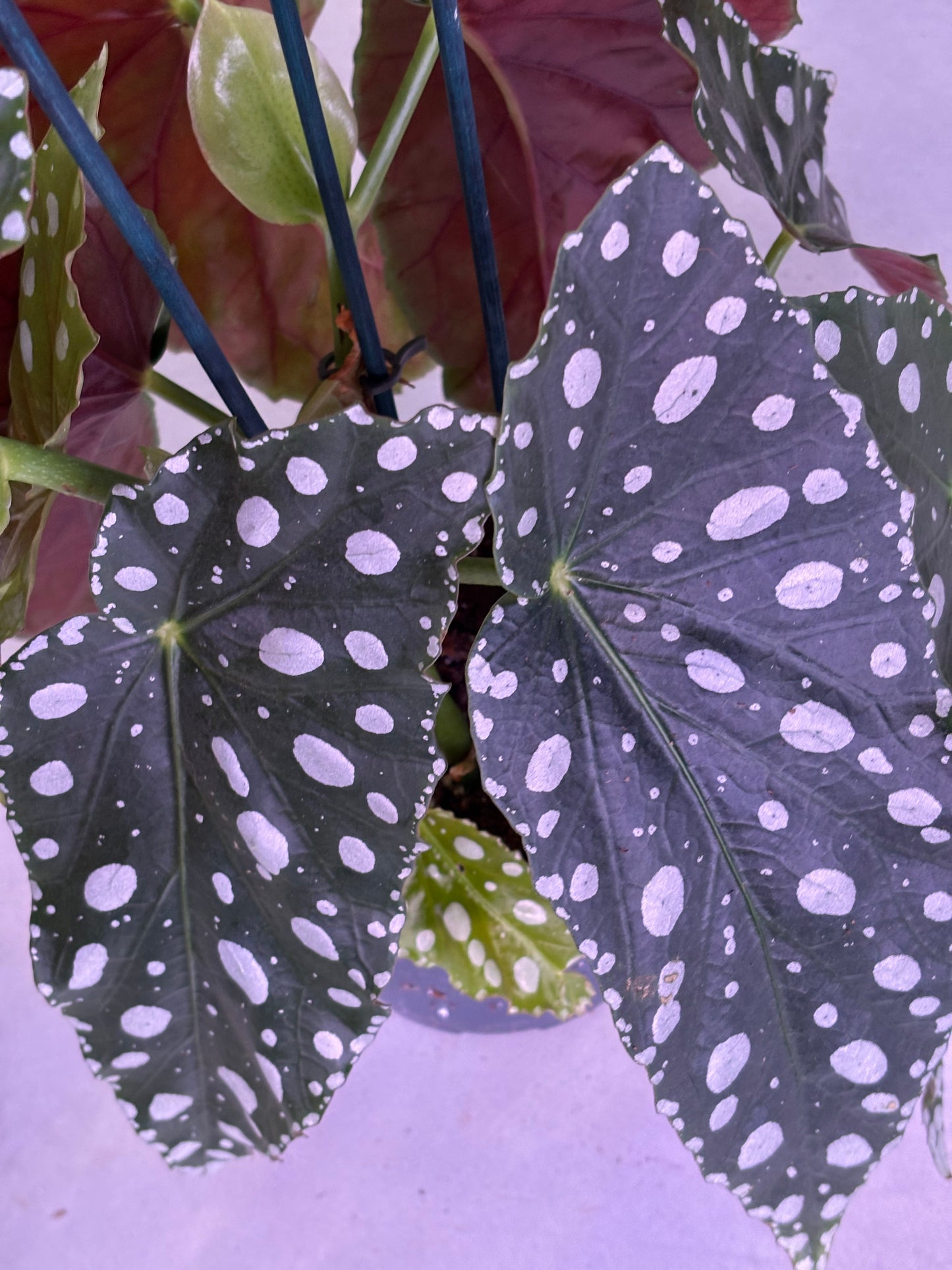 Begonia Maculata Mega Dot