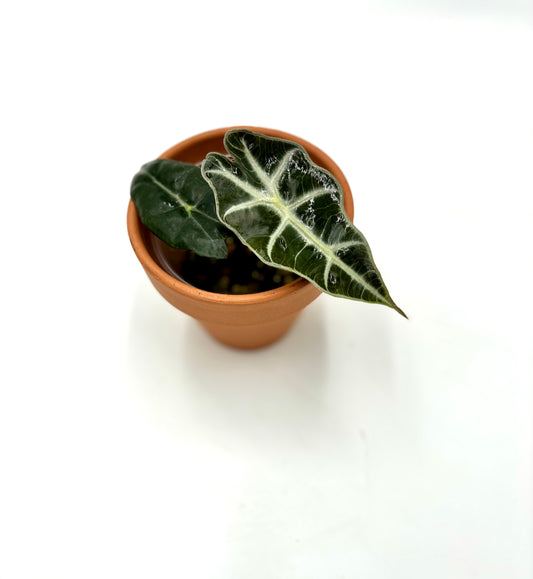 Alocasia Polly