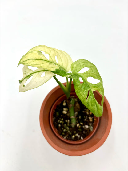 Monstera Adansonii Variegata