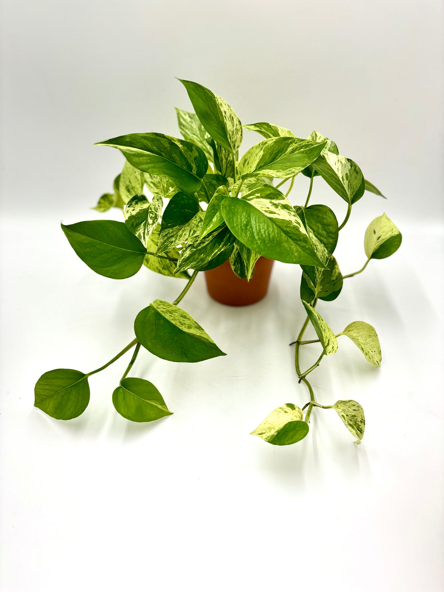 Epipremnum Marble Queen