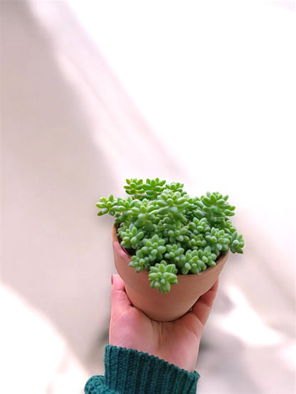 Sedum Morganianum Burrito