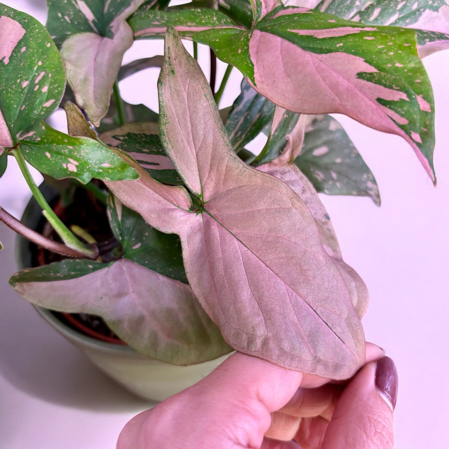 Syngonium Podophyllum Pink Splash