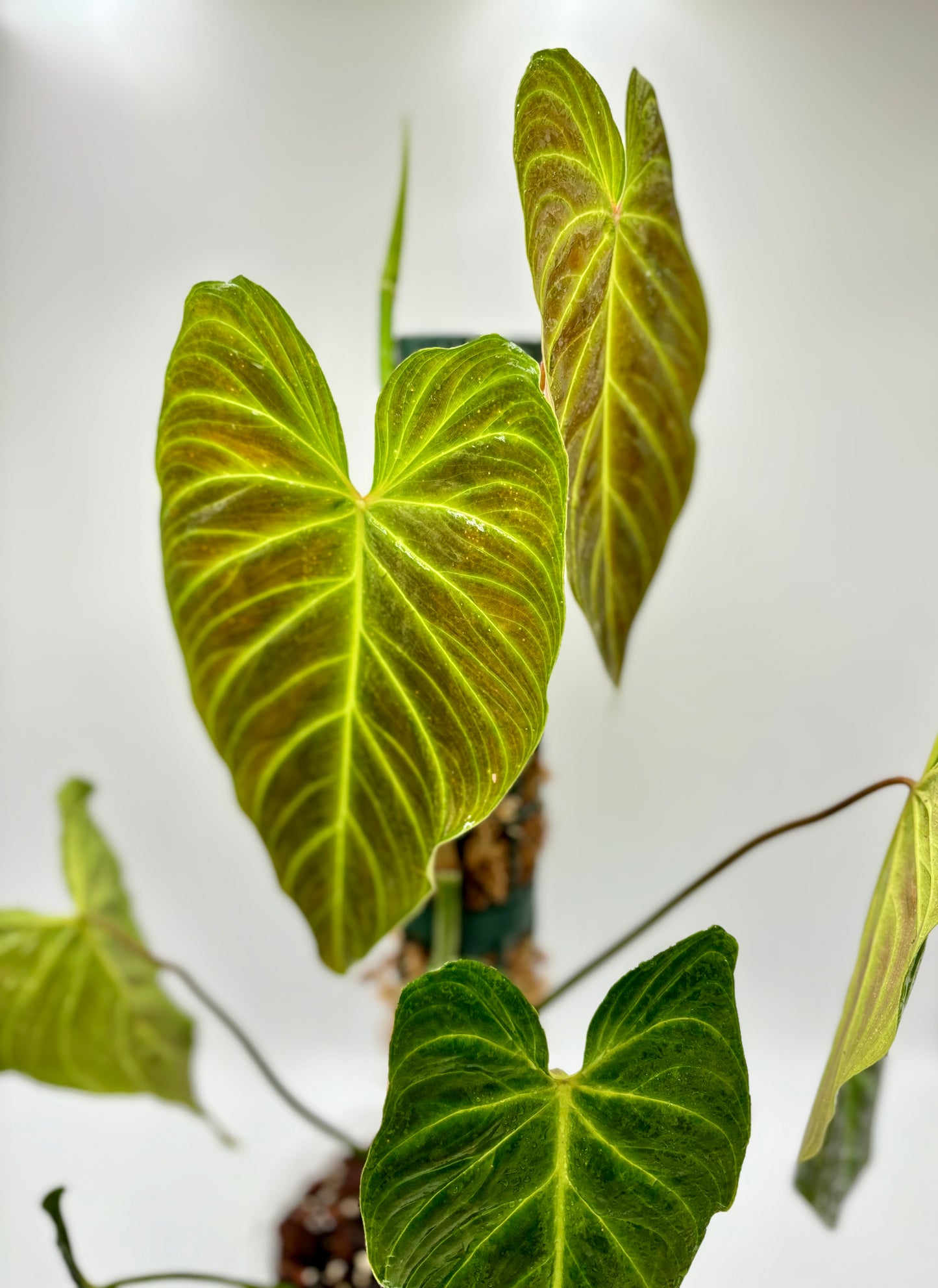 Philodendron Splendid (Melanochrysum x Verrucosum)