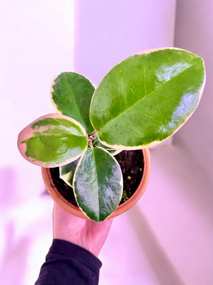 Hoya Australis Blondie