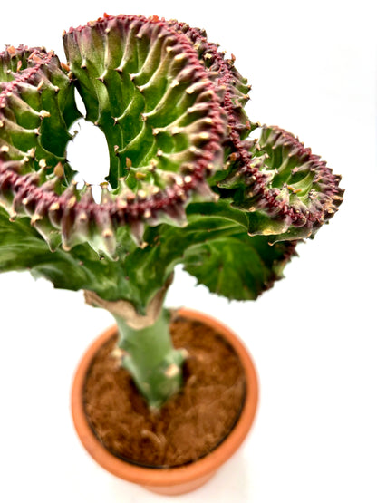 Euphorbia Lactea Cristata