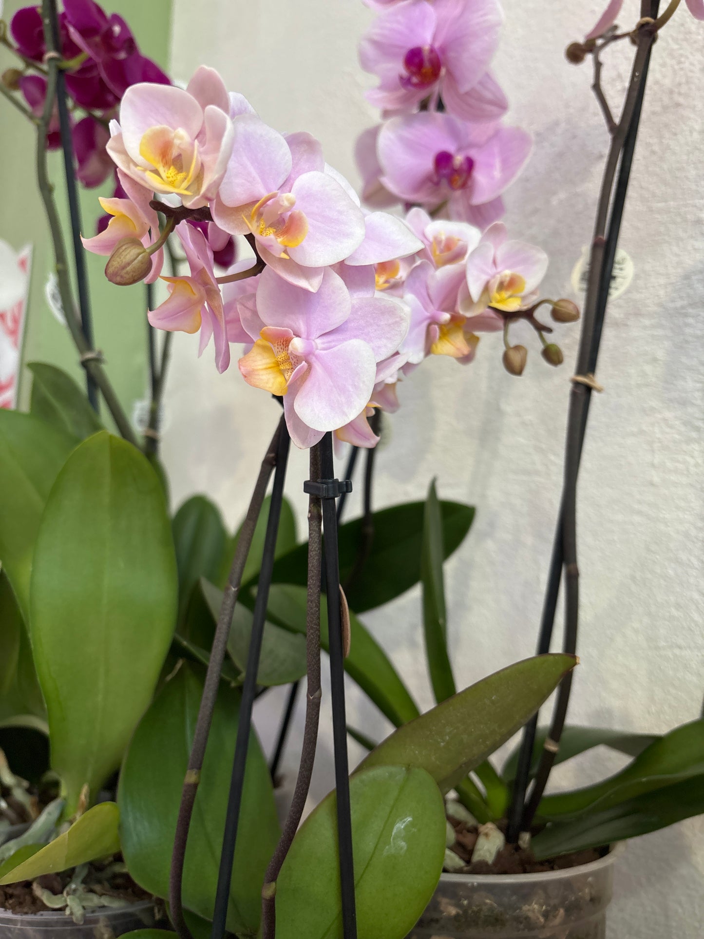 Orquídea Phalaenopsis Multiflora Dos Varas Florales