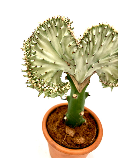 Euphorbia Lactea Cristata