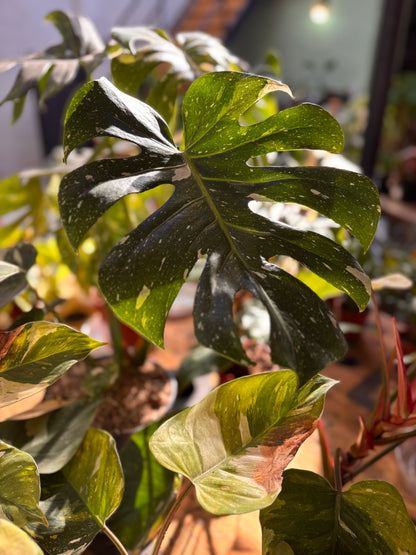 Monstera Thai Constelation