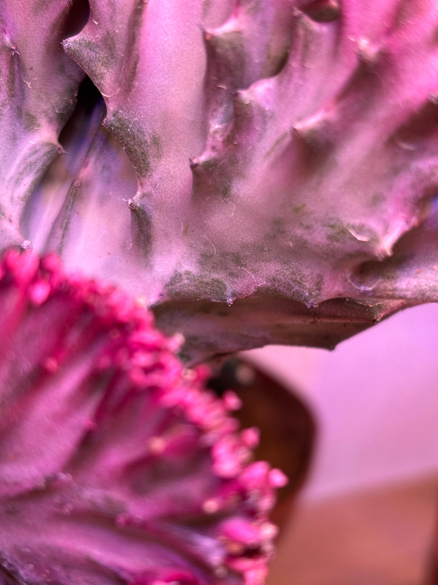 Euphorbia Lactea Cristata