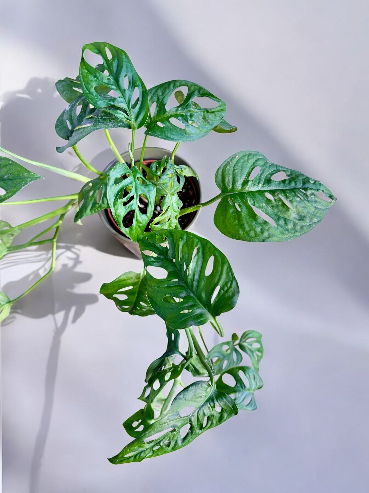 Monstera Adansonii