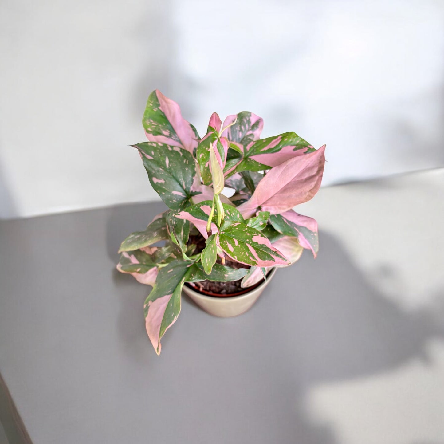 Syngonium Podophyllum Pink Splash