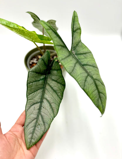 Alocasia heterophylla Corazón