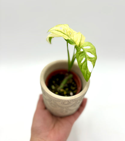 Monstera Adansonii Variegata