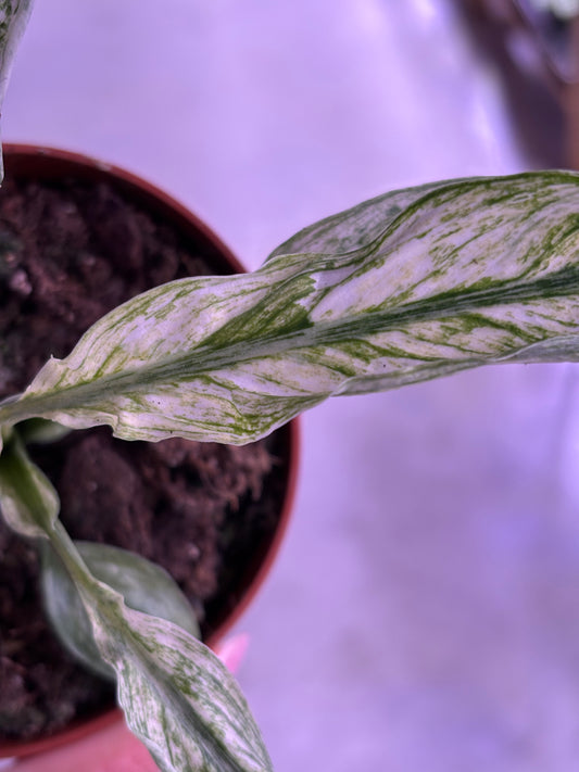 Spathiphyllum Sensation Variegata
