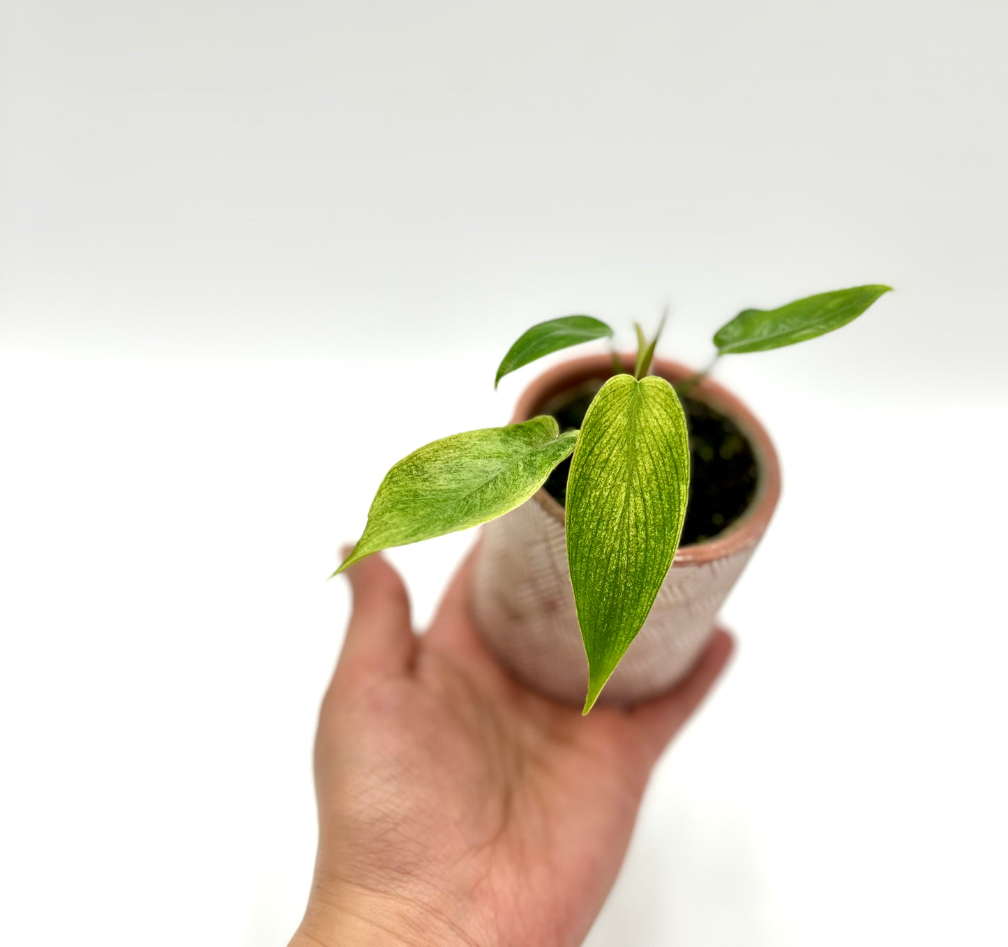 Philodendron Florida Ghost