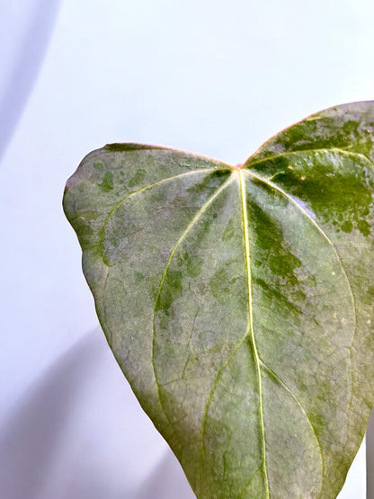 Anthurium ‘Purple Sweet’ (A. Black Sweet X A. Papillilaminum Dark Form)