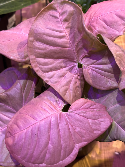 Syngonium Neon Pink