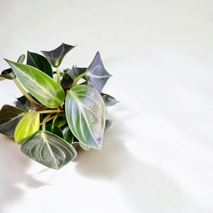 Peperomia Vanilla