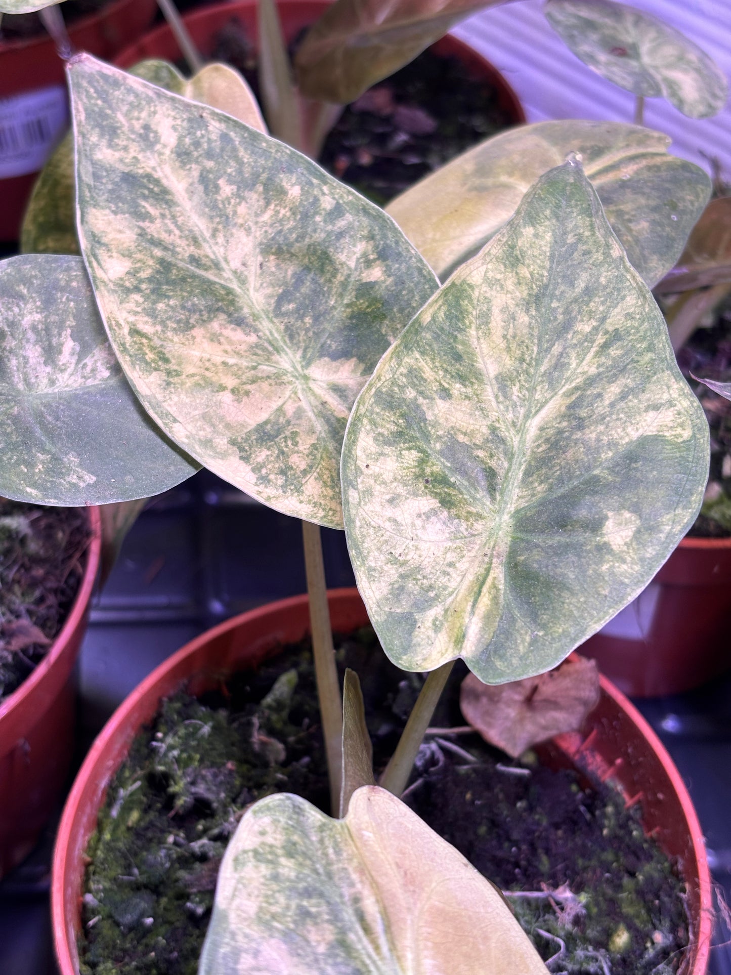 Alocasia Wentii Aurea