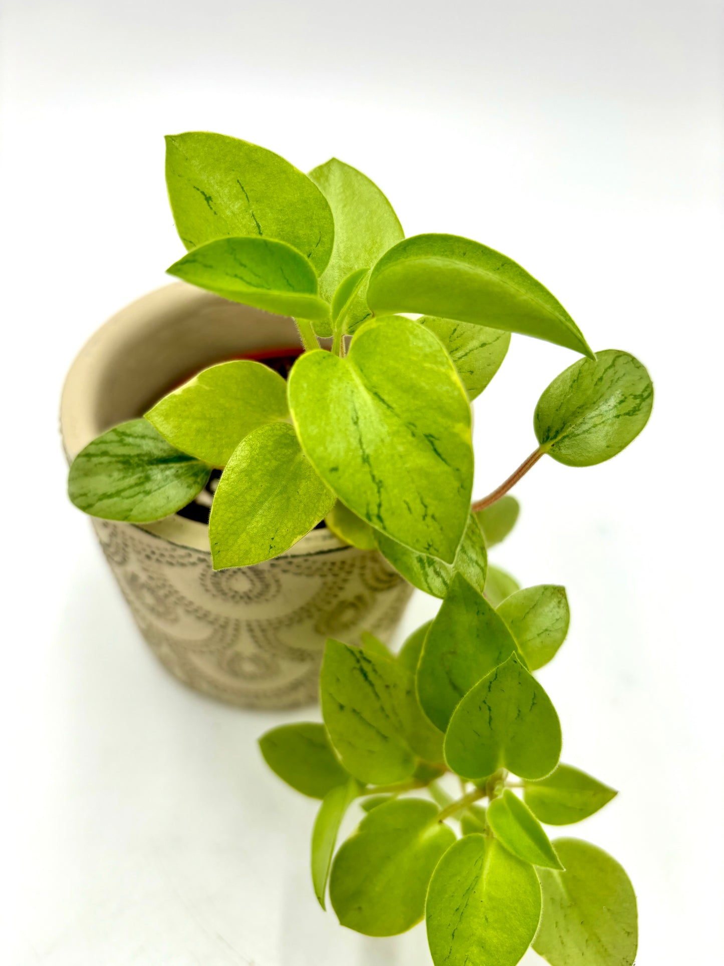 Peperomia Pixie Lime