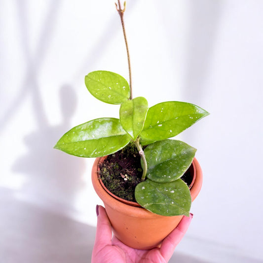 Hoya Carnosa Freckles splash