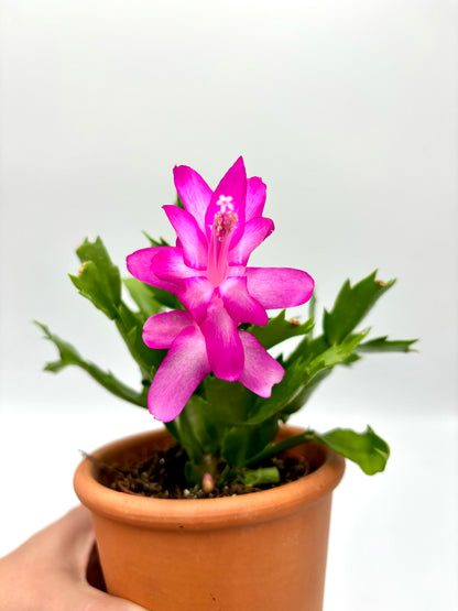 Schlumbergera ‘Cactus de Navidad`