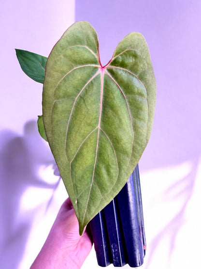 Anthurium Papillilaminum Legend X Dressleri